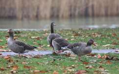 Vadludak gyülekezője.