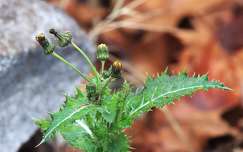 Decemberi színpompában.