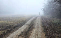 Köd előttem, köd mögöttem, a Gemenci erdőben