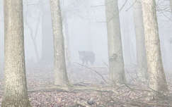 Köd előttem, köd mögöttem, és vaddisznó a Gemenci erdőben