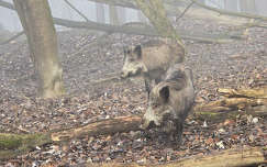 Köd és vaddisznó a Gemenci erdőben