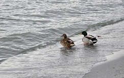 Balatonalmádi strandolók 2026.01.01.