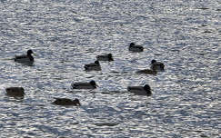 Balatonalmádi 2026.01.01.