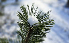 Hópamacs az örökzöldön