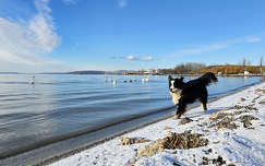 Balatonkenese és Maci