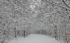 Hó, téli erdő, fagy