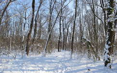 Téli erdő, napsütés, havas táj