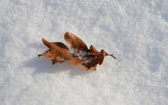 Hó, fagy, falevél, január