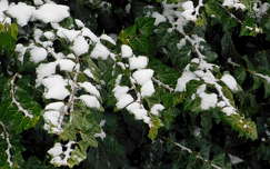 tél, hó, borostyán