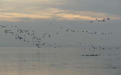 Balatonalmádi, téli kép