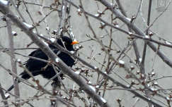 tél, feketerigó, madár, rigó