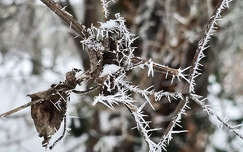 A tél szépsége, zúzmara