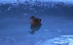 jeges-fagyos pillanat.