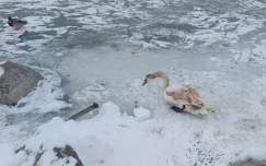 Alsóörs, tél, hattyú