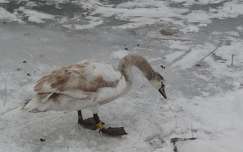 Alsóörs, tél, hattyú