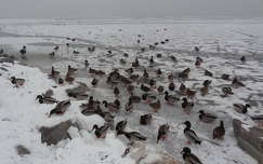 Vízimadarak Alsóörsön, Balaton télen.