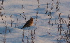 Vajon van-e itt egy kis csipegetnivaló?