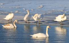 Hattyúk tava.