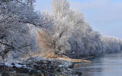 Zúzmarás fák a Duna folyó partján