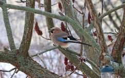 Mátyás madár a jeges-deres időben.