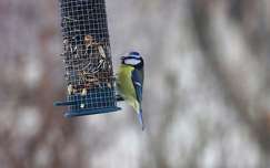 Jöttem egy kicsit csemegézni ebben a hidegben. Kékcinege