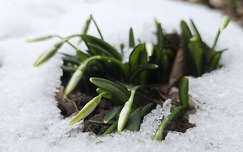 A hóvirág dacol az időjárással
