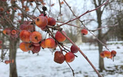 Baja, Déri kert, díszalma