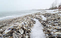 Balatonkenese, Balaton, kagyló