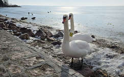Balatonkenese, Balaton, jég
