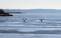 Balaton, hattyú - landolás a jégen