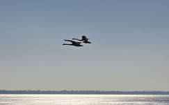 Balaton és hattyúk a Nap fényében