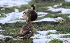 Ábrándos tekintet. Tőkés récék a parton.