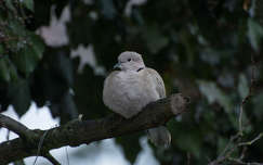 Balkáni gerle gubbaszt az esőben