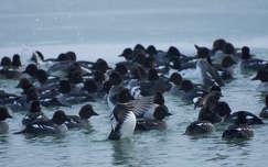 Kercerécék, Szántódrév