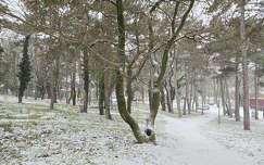 Balatonfűzfő, februári havazás