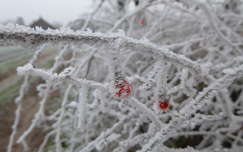 Lécium bogyója zúzmara-csipkében