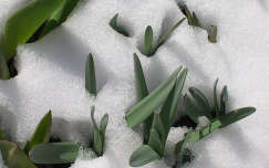 Havas tavasz/tulipán és nárcisz a hóban