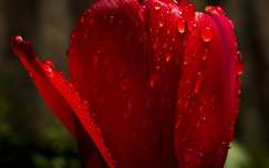 nőnap tulipán tavaszi virág vízcsepp