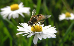 százszorszép méh rovar