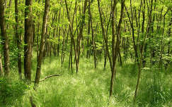 tavasz erdő