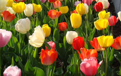 szines tulipanok