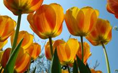 Sárga tulipánok
