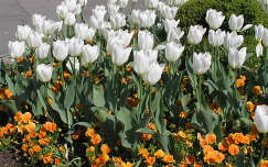 tulipán árvácska tavaszi virág