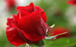 névnap és születésnap nyári virág rózsa vízcsepp