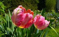 tavaszi virágok, tulipánok