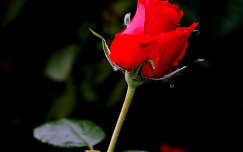 bimbó rózsa vízcsepp valentin