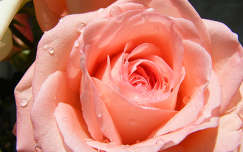 névnap és születésnap nyári virág rózsa vízcsepp