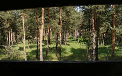 örökzöld fenyő erdő ablak