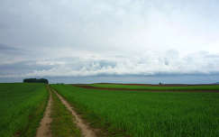 mező gabonaföld út