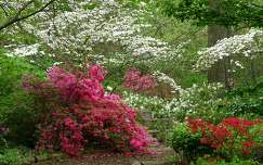 tavasz rododendron kertek és parkok tavaszi virág
